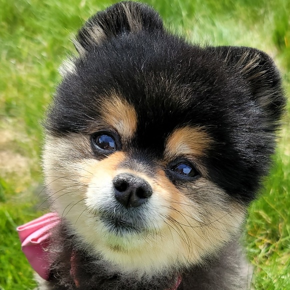 Meet your Posher, Jessy - Picture 1 of 1